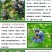 蓝莓苗当年种植,当年结果,平邑县国瑞苗木蓝莓基地