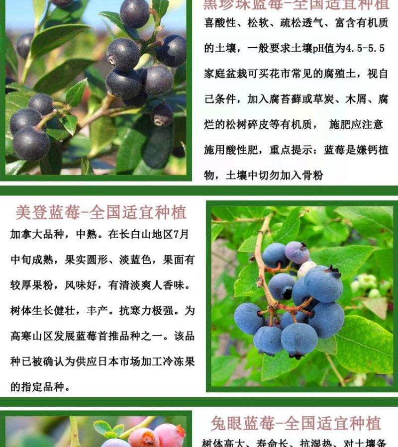 蓝莓苗当年种植，当年结果，平邑县国瑞苗木蓝莓基地