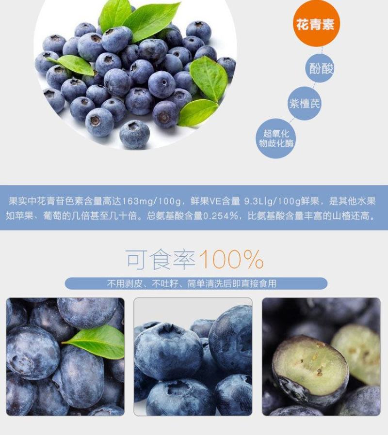 蓝莓苗当年种植，当年结果，平邑县国瑞苗木蓝莓基地