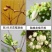蓝莓苗当年种植,当年结果,平邑县国瑞苗木蓝莓基地