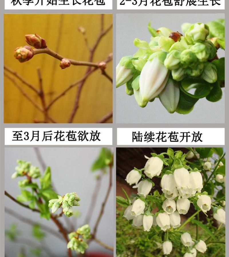 蓝莓苗当年种植，当年结果，平邑县国瑞苗木蓝莓基地