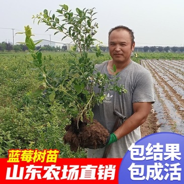 蓝莓苗当年种植,当年结果,平邑县国瑞苗木蓝莓基地