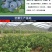 蓝莓苗当年种植,当年结果,平邑县国瑞苗木蓝莓基地