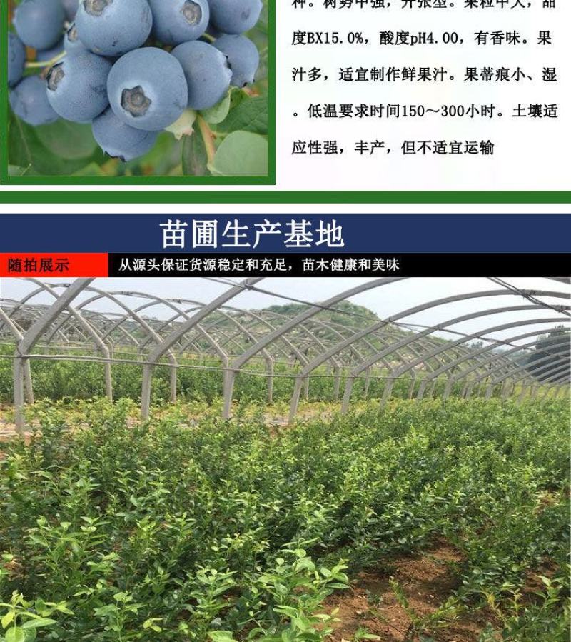 蓝莓苗当年种植，当年结果，平邑县国瑞苗木蓝莓基地