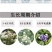 蓝莓苗当年种植,当年结果,平邑县国瑞苗木蓝莓基地