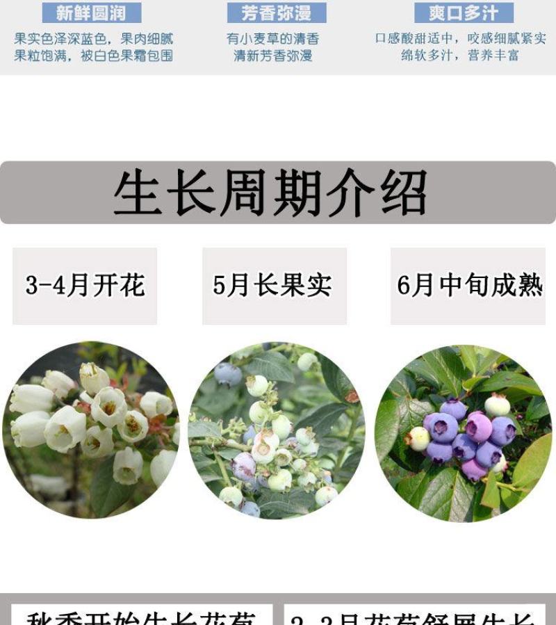 蓝莓苗当年种植，当年结果，平邑县国瑞苗木蓝莓基地