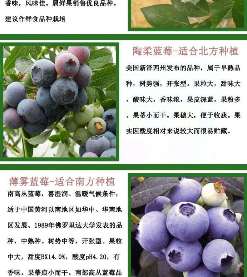 蓝莓苗当年种植，当年结果，平邑县国瑞苗木蓝莓基地