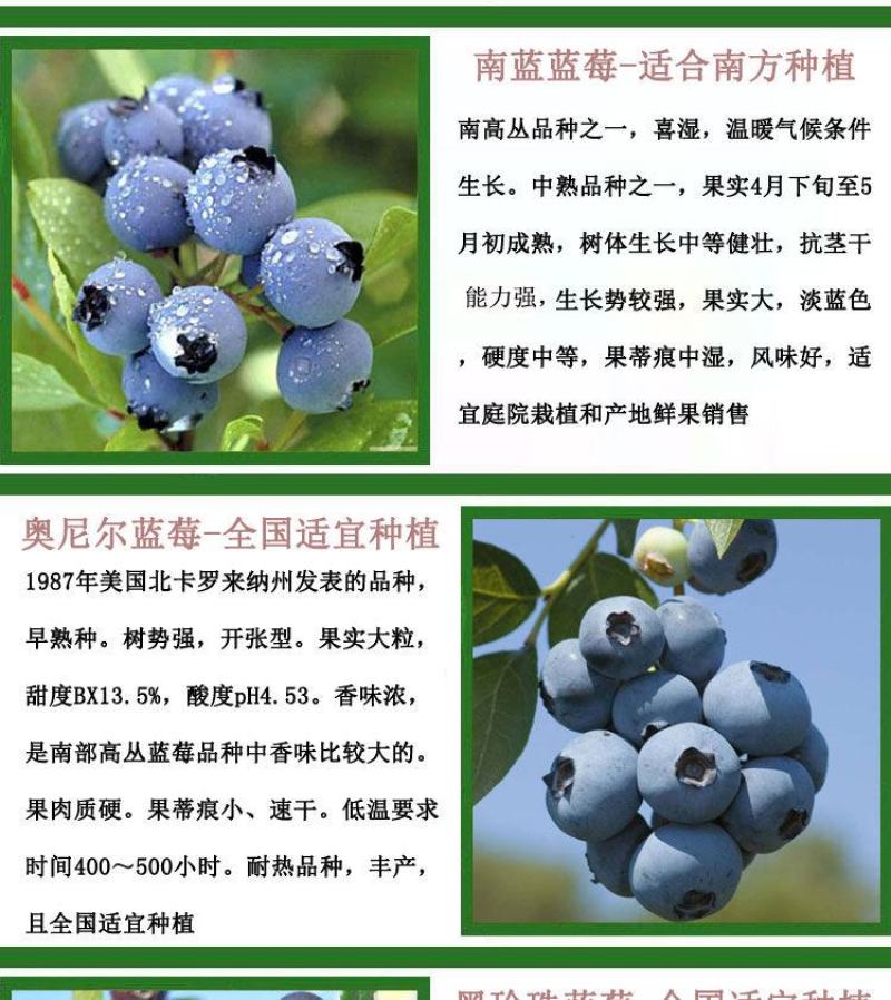蓝莓苗当年种植，当年结果，平邑县国瑞苗木蓝莓基地
