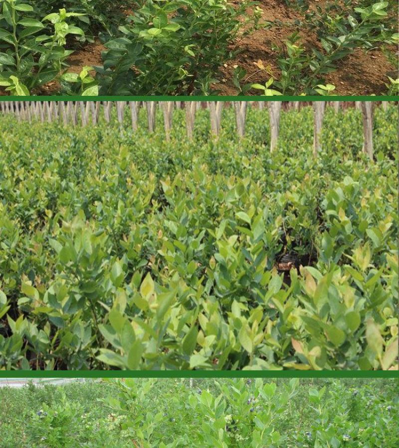 蓝莓苗当年种植，当年结果，平邑县国瑞苗木蓝莓基地