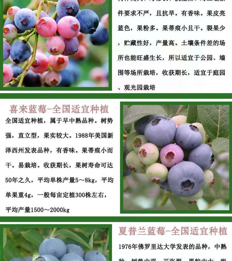 蓝莓苗当年种植，当年结果，平邑县国瑞苗木蓝莓基地