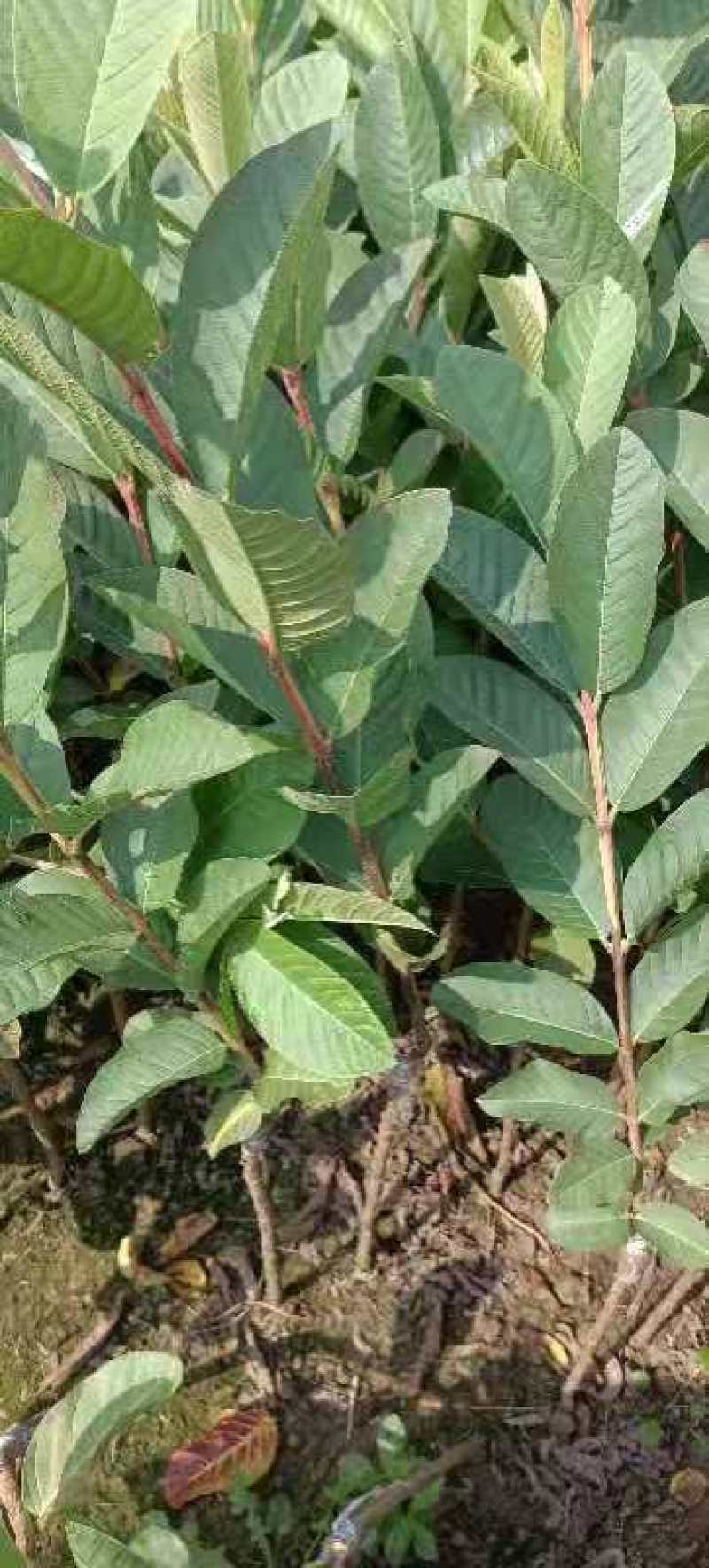 西瓜番石榴苗，珍珠番石榴苗，大量供应