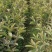 西瓜番石榴苗，珍珠番石榴苗，大量供应