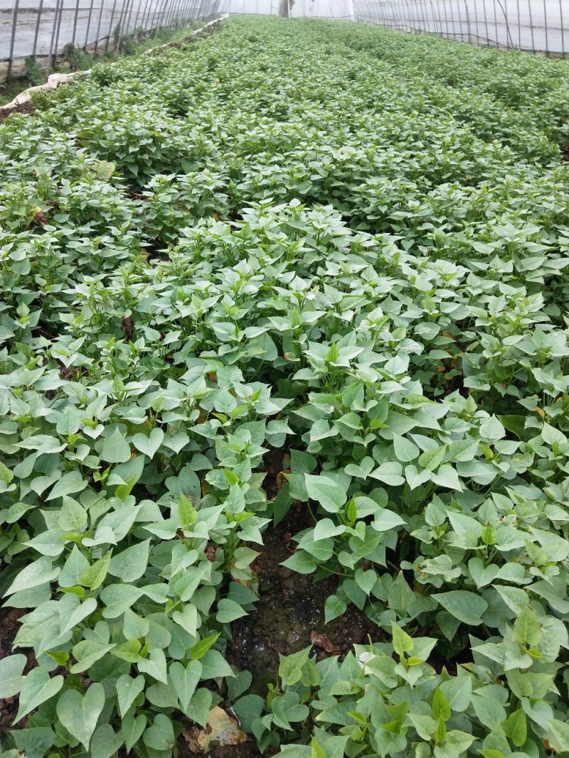 湖北武汉薯尖种苗，吃菜专用品种