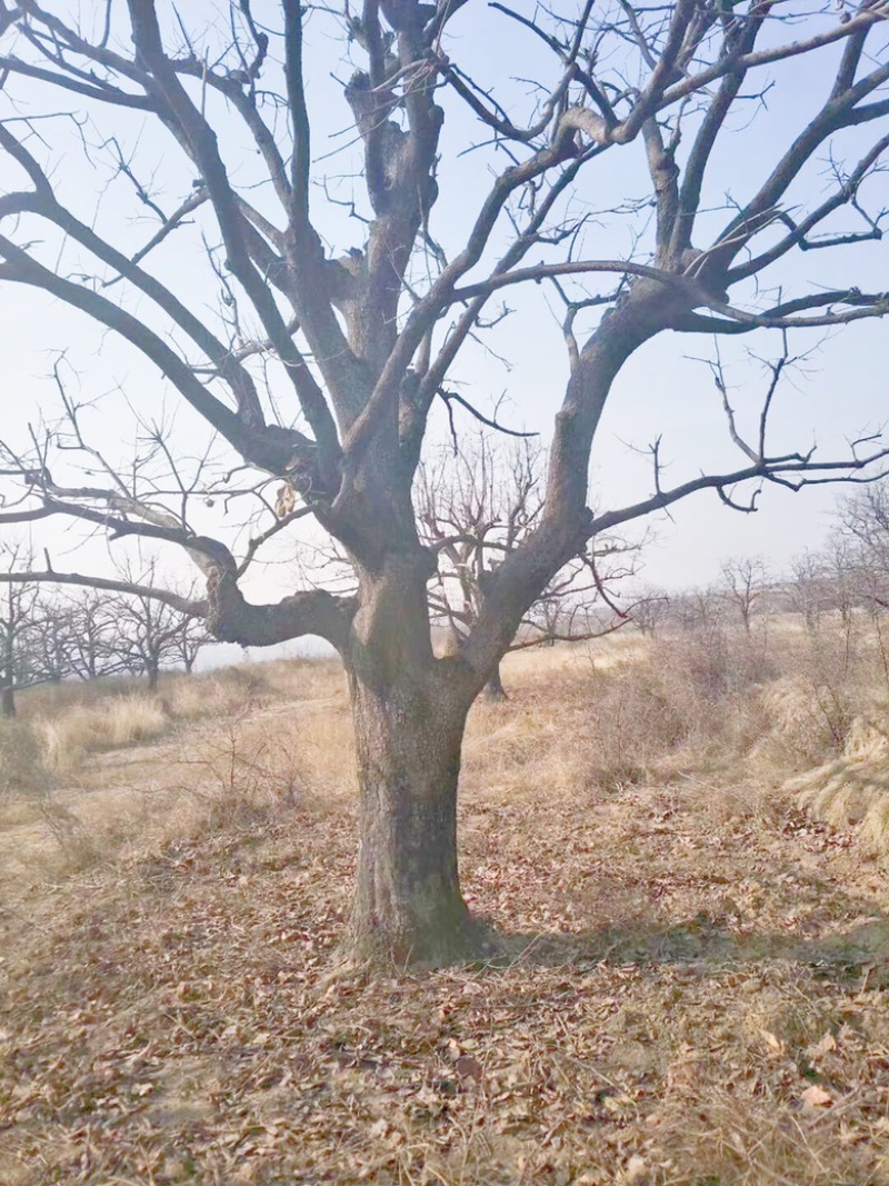 山西柿子树，古树柿子树，30-60公分大规格柿子树