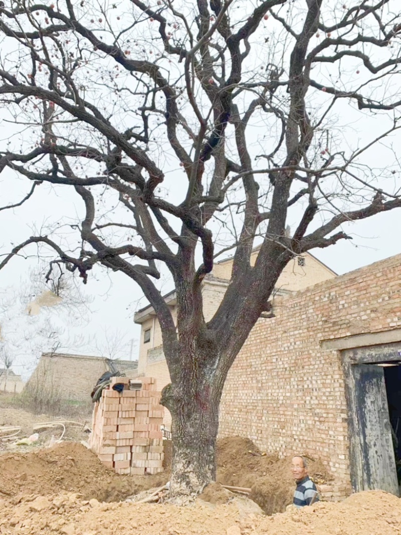山西柿子树，古树柿子树，30-60公分大规格柿子树