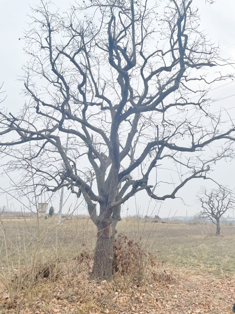 山西柿子树，古树柿子树，30-60公分大规格柿子树
