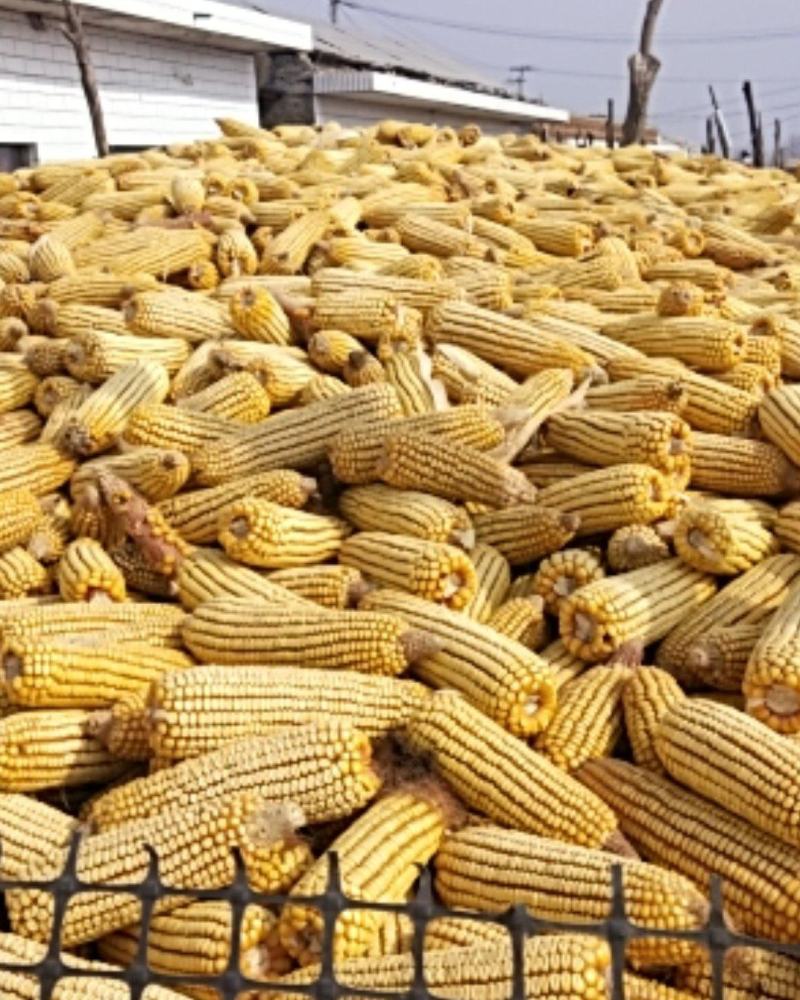 干玉米粒，玉米粒，，量大从优