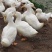 广西陆川货源，7斤多点。5字头。还有车位，接大小车