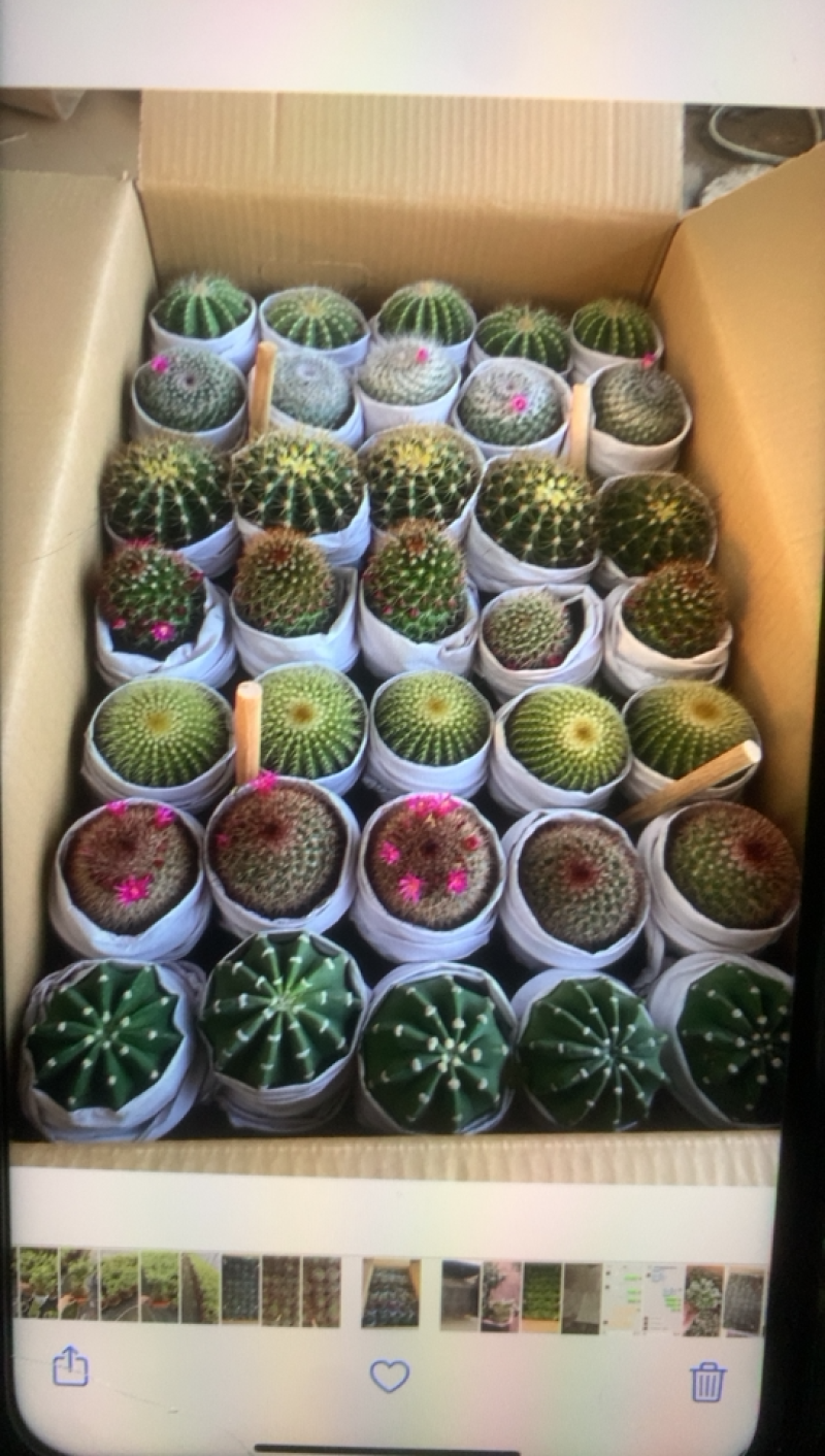 （推荐）玉翁仙人球带花苞大小规格带盆整箱批发基地直销