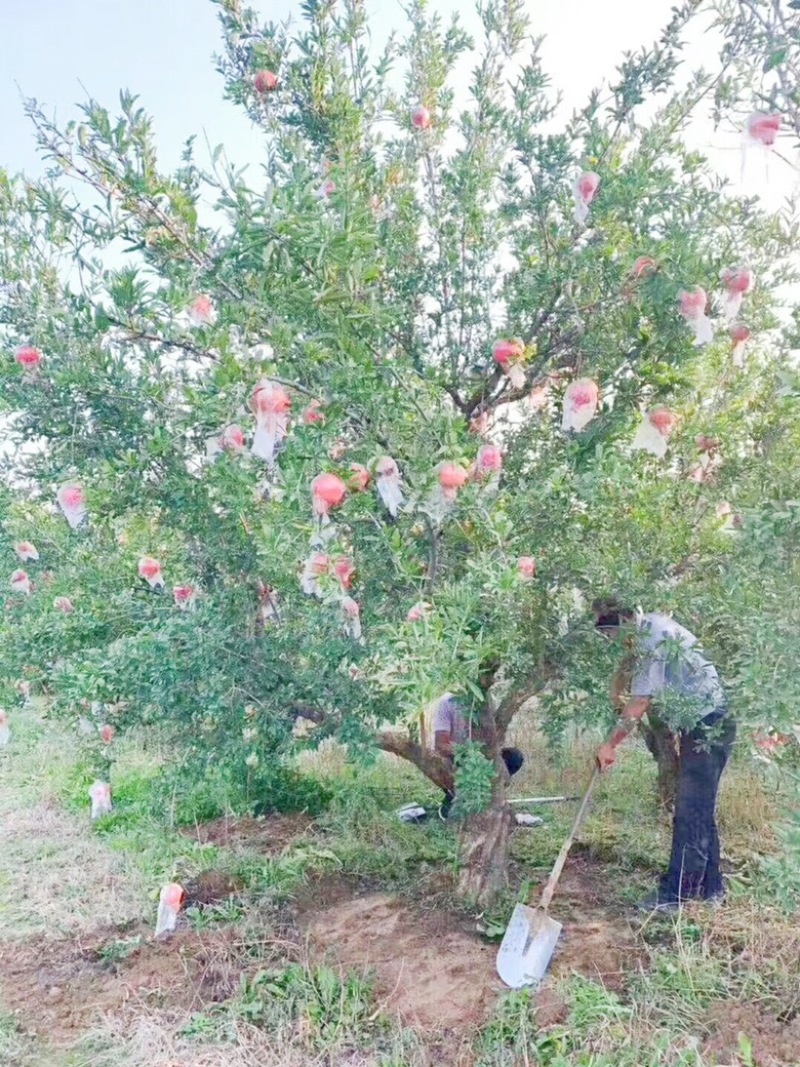 山西10-15公分石榴树价格，20公分大规格石榴树基地