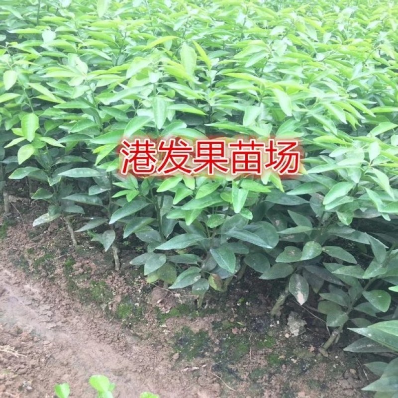 沙糖桔苗，沃柑苗，王皇帝苗，091沃柑苗，大量供应