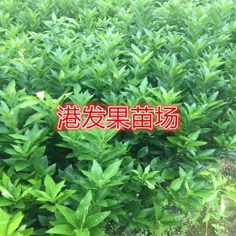 沙糖桔苗，沃柑苗，王皇帝苗，091沃柑苗，大量供应