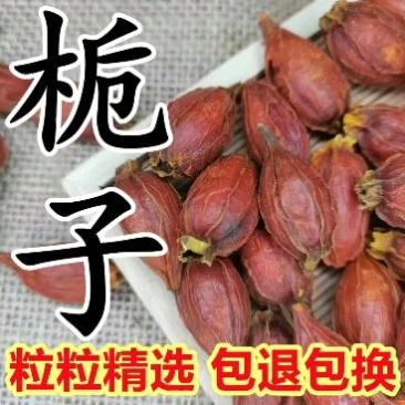 中药材野生栀子红栀子江西山栀子质量好不包邮