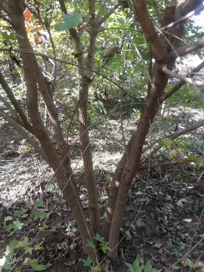山西3米丛生元宝枫，4米丛生元宝枫，5米丛生元宝枫