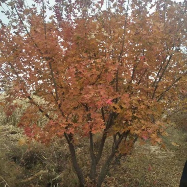 山西3米丛生元宝枫，4米丛生元宝枫，5米丛生元宝枫