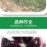 石榴树苗，当年栽种，当年挂果，平邑县国瑞苗木蓝莓基地