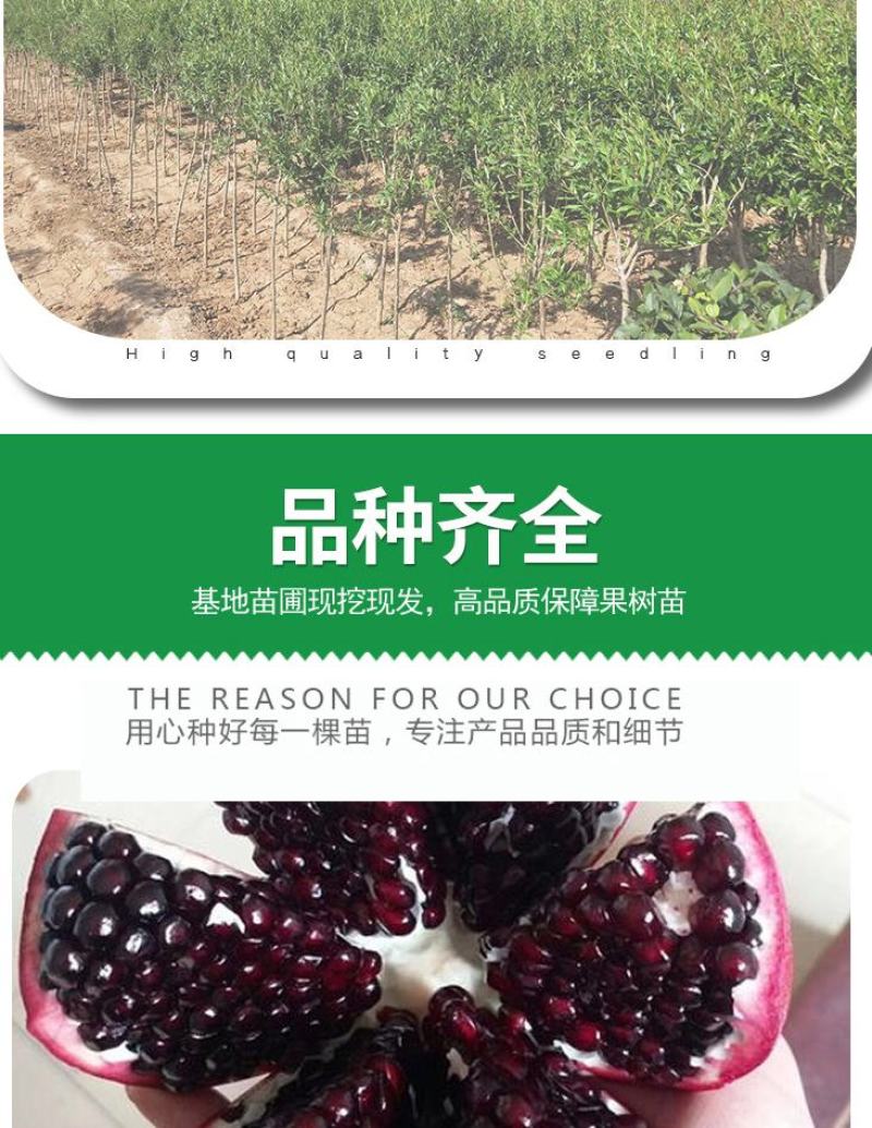 石榴树苗，当年栽种，当年挂果，平邑县国瑞苗木蓝莓基地