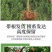 石榴树苗，当年栽种，当年挂果，平邑县国瑞苗木蓝莓基地