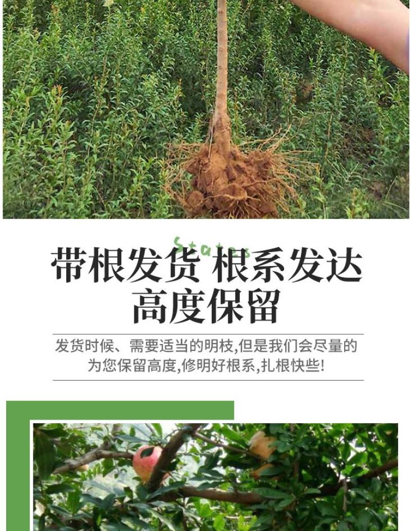 石榴树苗，当年栽种，当年挂果，平邑县国瑞苗木蓝莓基地