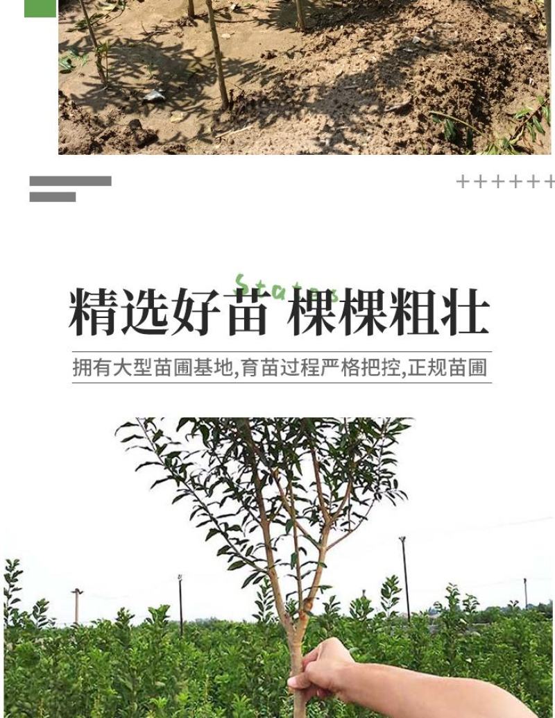 石榴树苗，当年栽种，当年挂果，平邑县国瑞苗木蓝莓基地