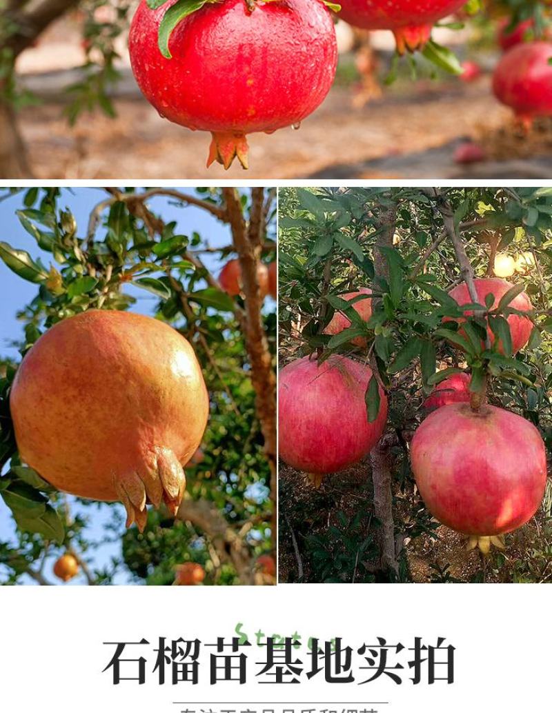 石榴树苗，当年栽种，当年挂果，平邑县国瑞苗木蓝莓基地