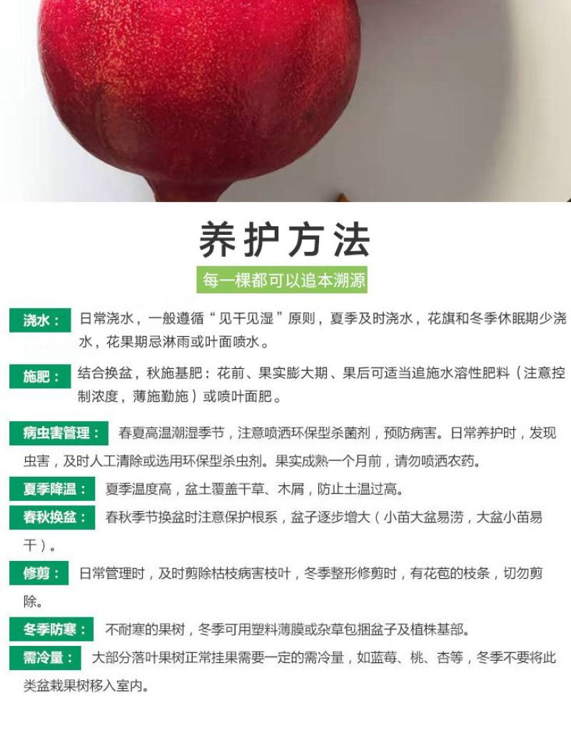 石榴树苗，当年栽种，当年挂果，平邑县国瑞苗木蓝莓基地