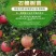 石榴树苗，当年栽种，当年挂果，平邑县国瑞苗木蓝莓基地