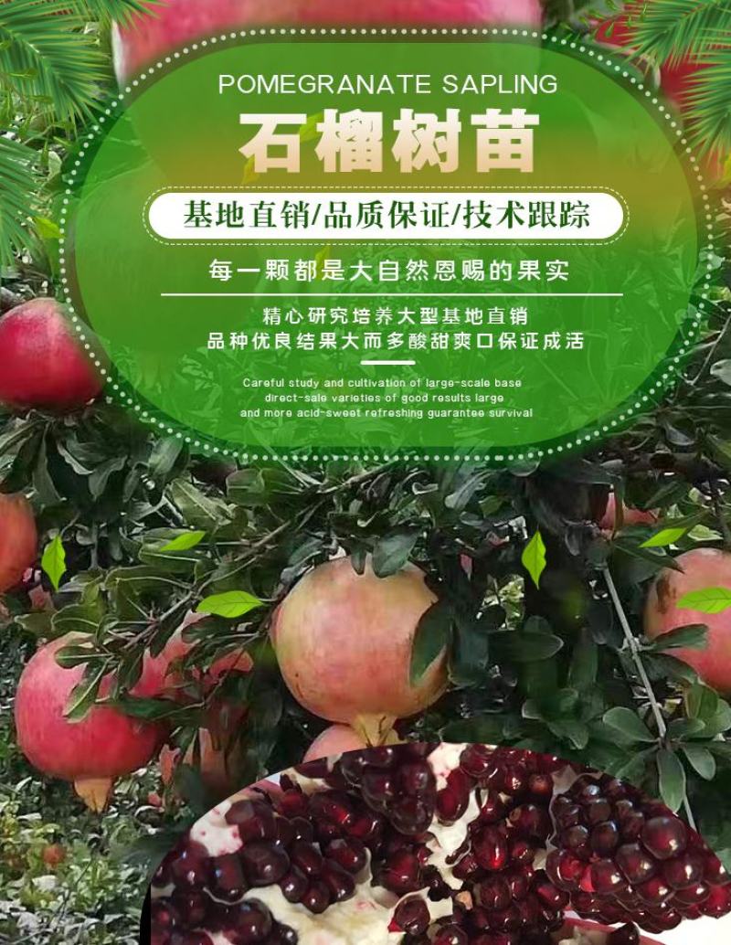 石榴树苗，当年栽种，当年挂果，平邑县国瑞苗木蓝莓基地
