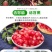 石榴树苗，当年栽种，当年挂果，平邑县国瑞苗木蓝莓基地