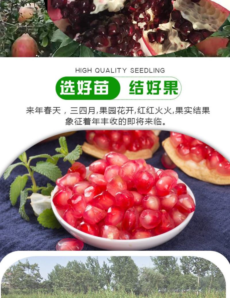 石榴树苗，当年栽种，当年挂果，平邑县国瑞苗木蓝莓基地