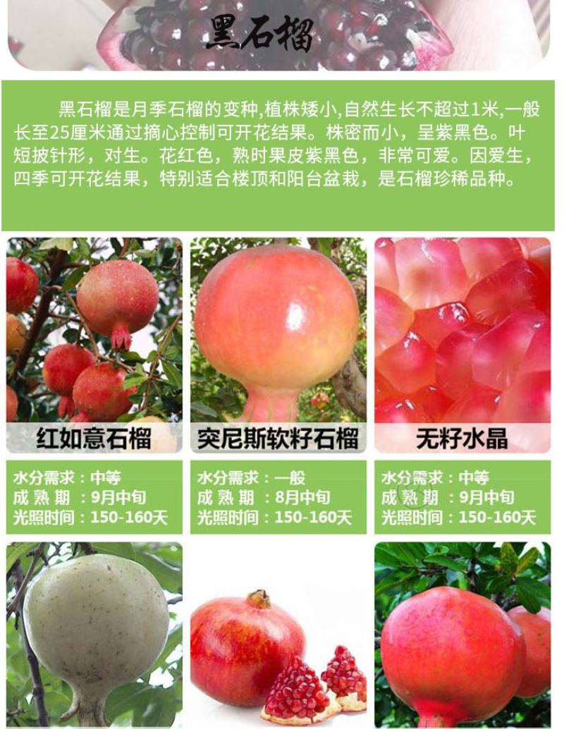 石榴树苗，当年栽种，当年挂果，平邑县国瑞苗木蓝莓基地