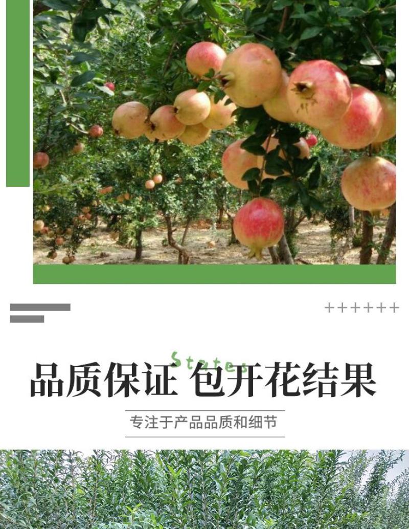 石榴树苗，当年栽种，当年挂果，平邑县国瑞苗木蓝莓基地