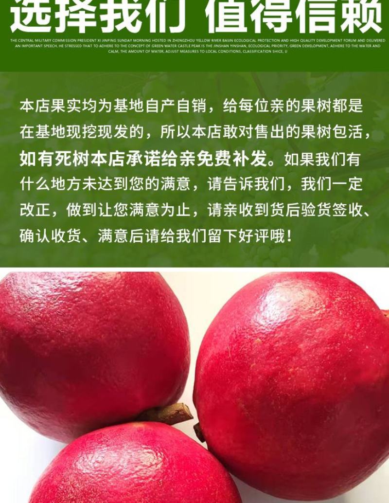 石榴树苗，当年栽种，当年挂果，平邑县国瑞苗木蓝莓基地