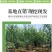 石榴树苗，当年栽种，当年挂果，平邑县国瑞苗木蓝莓基地