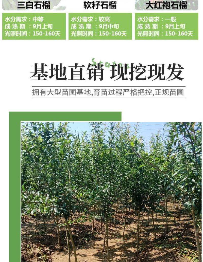 石榴树苗，当年栽种，当年挂果，平邑县国瑞苗木蓝莓基地