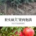 石榴树苗，当年栽种，当年挂果，平邑县国瑞苗木蓝莓基地