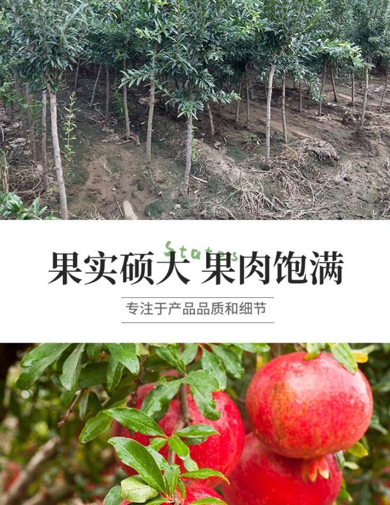 石榴树苗，当年栽种，当年挂果，平邑县国瑞苗木蓝莓基地