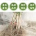 石榴树苗，当年栽种，当年挂果，平邑县国瑞苗木蓝莓基地
