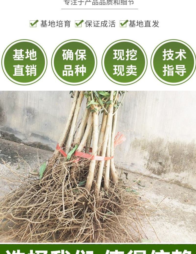 石榴树苗，当年栽种，当年挂果，平邑县国瑞苗木蓝莓基地
