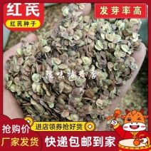 甘肃红芪种子500g克包邮发芽率高新种籽产地发货